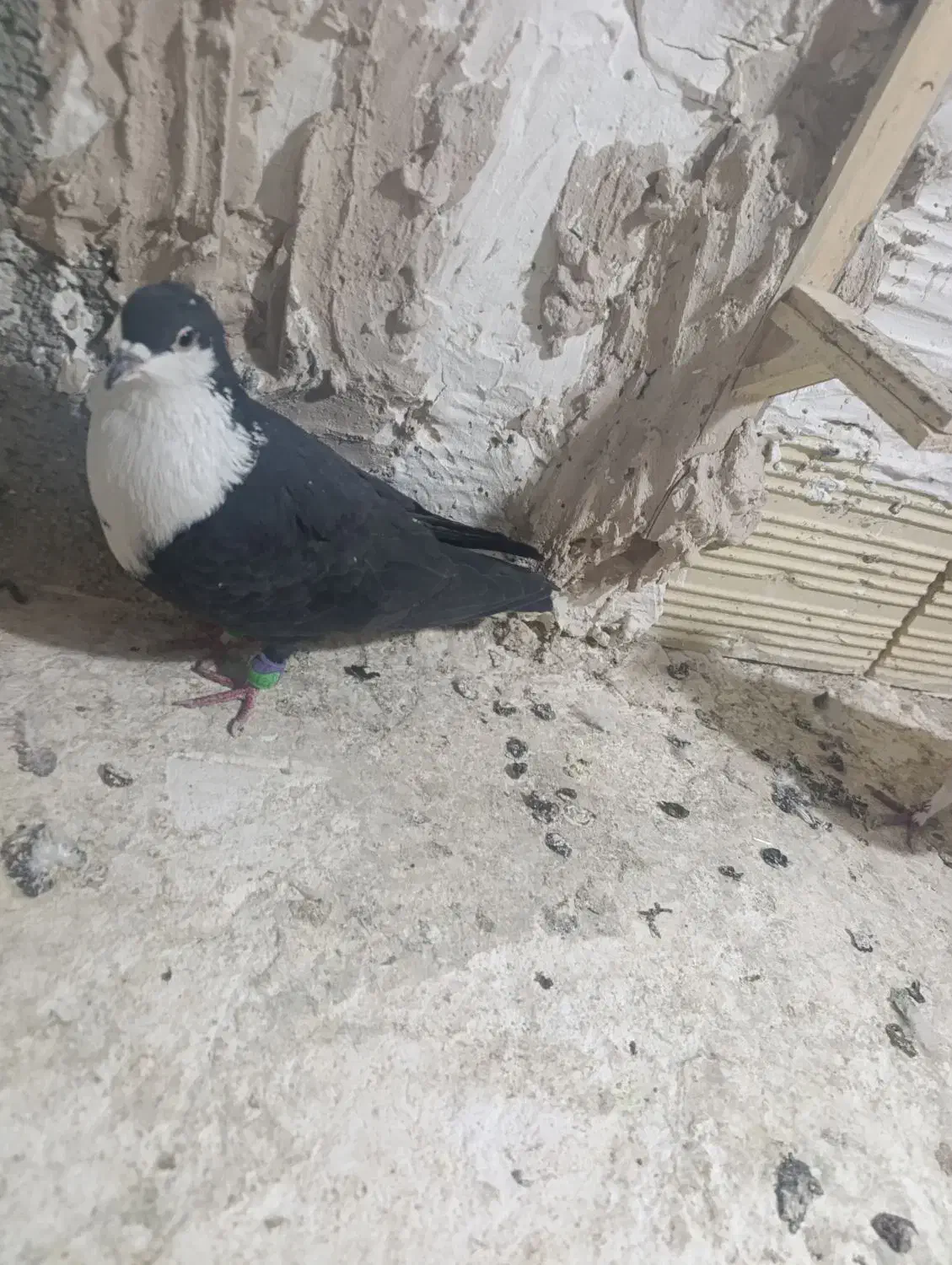 کبوتر شهرستانی|پرنده|بومهن, |دیوار