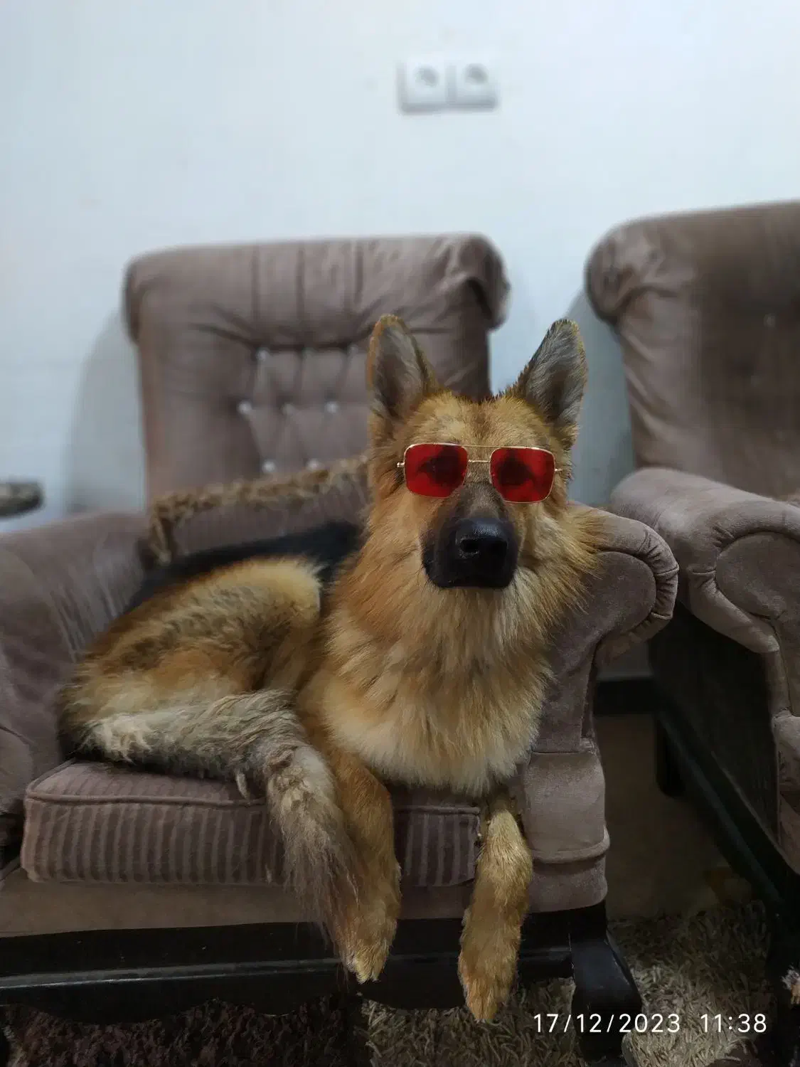 سگ ژرمن کاملااجتماعی و آروم|سگ|اهواز, پردیس دو|دیوار