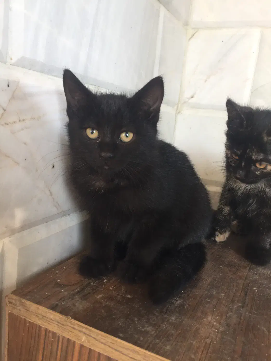 واگذاری بچه گربه دو ماهه محدوده تنکابن|گربه|تنکابن, |دیوار