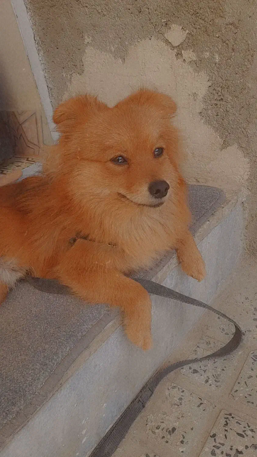 سگ پامر|سگ|اسدآباد, |دیوار