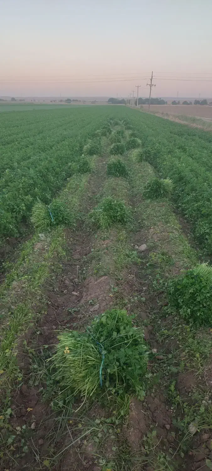 سبزی خورشتی درجه یک|خوردنی و آشامیدنی|اندیمشک, |دیوار