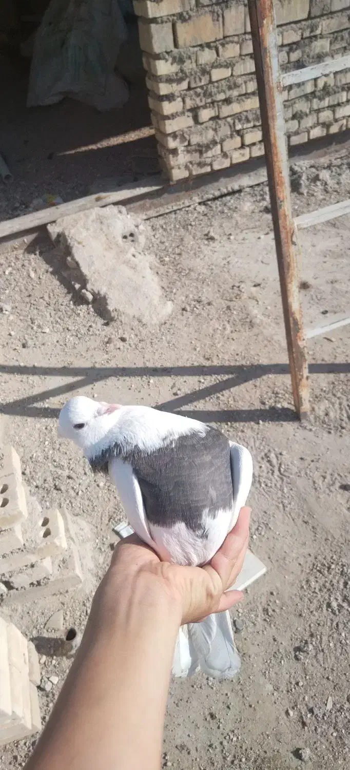 کبوتر|پرنده|سوسنگرد, |دیوار