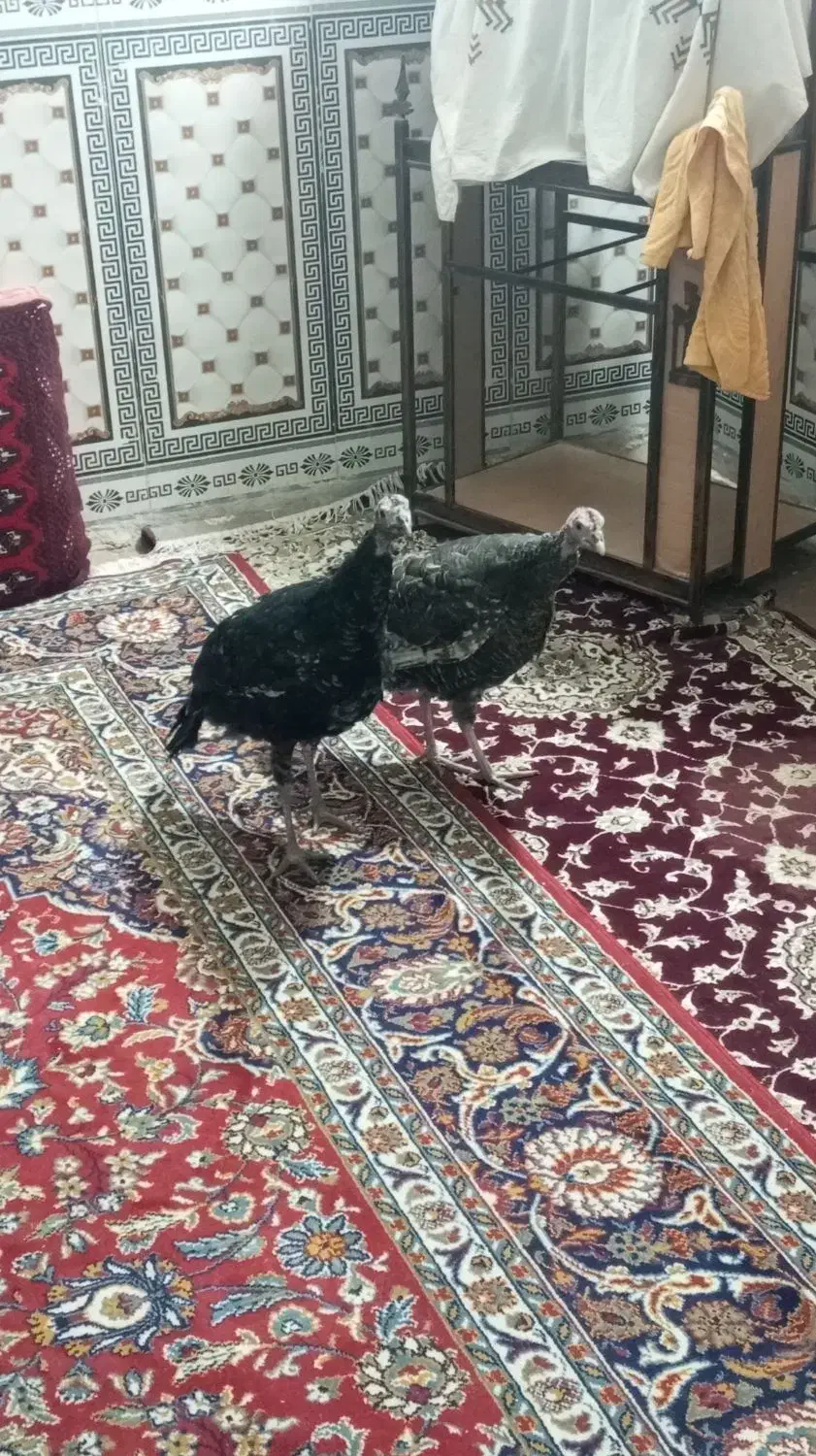 بوقلمون ماده|حیوانات مزرعه|هامون, |دیوار