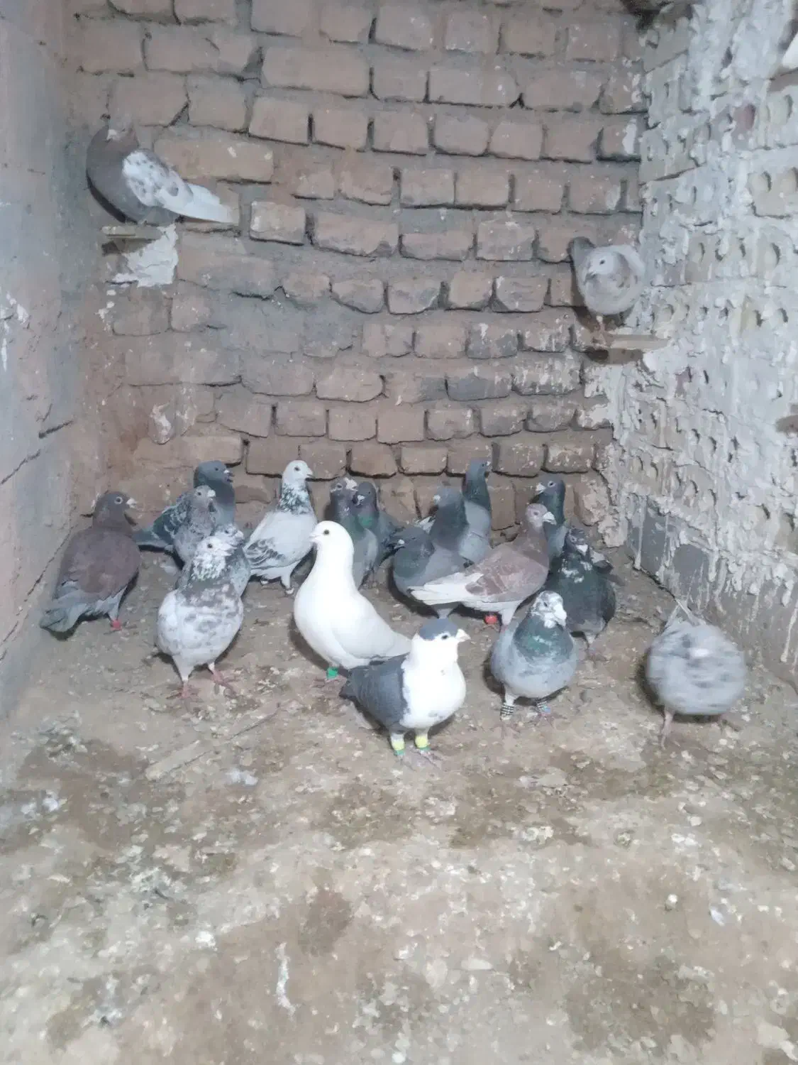 کبوتر|پرنده|تربت جام, شهید غلام زاده|دیوار