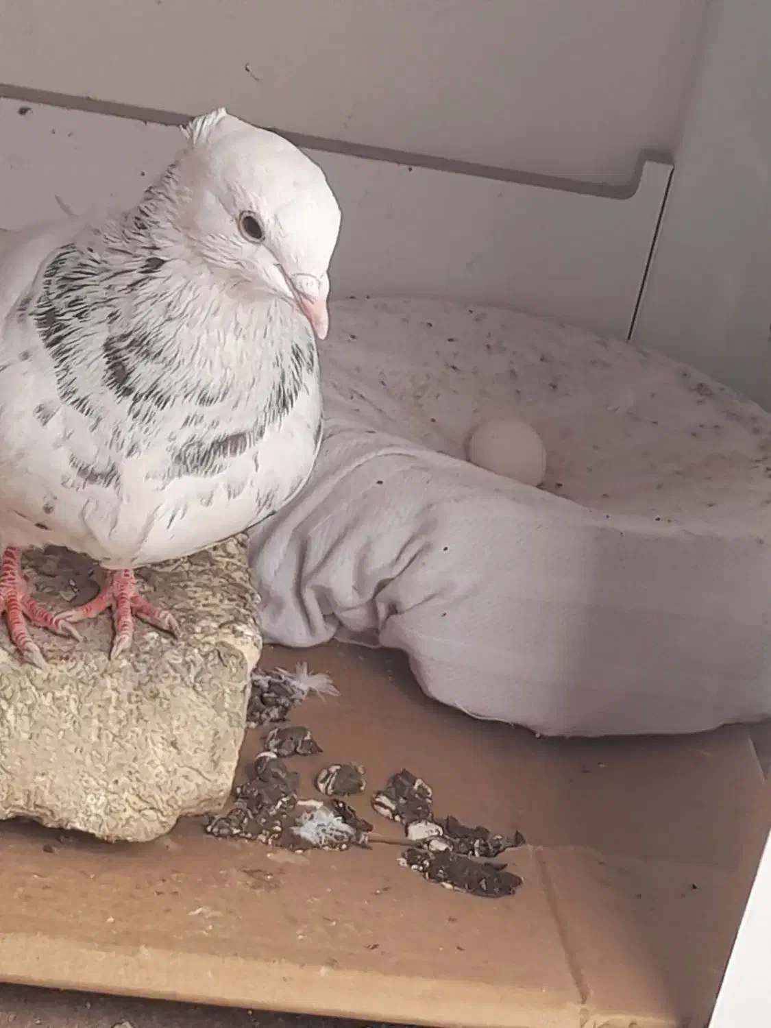 کبوتر طوقی|پرنده|کرمانشاه, |دیوار