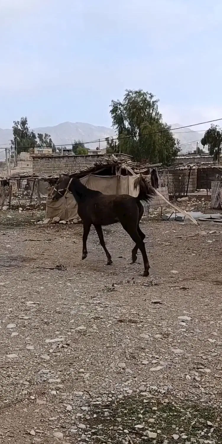 مادیان|اسب و تجهیزات اسبسواری|بولی, |دیوار