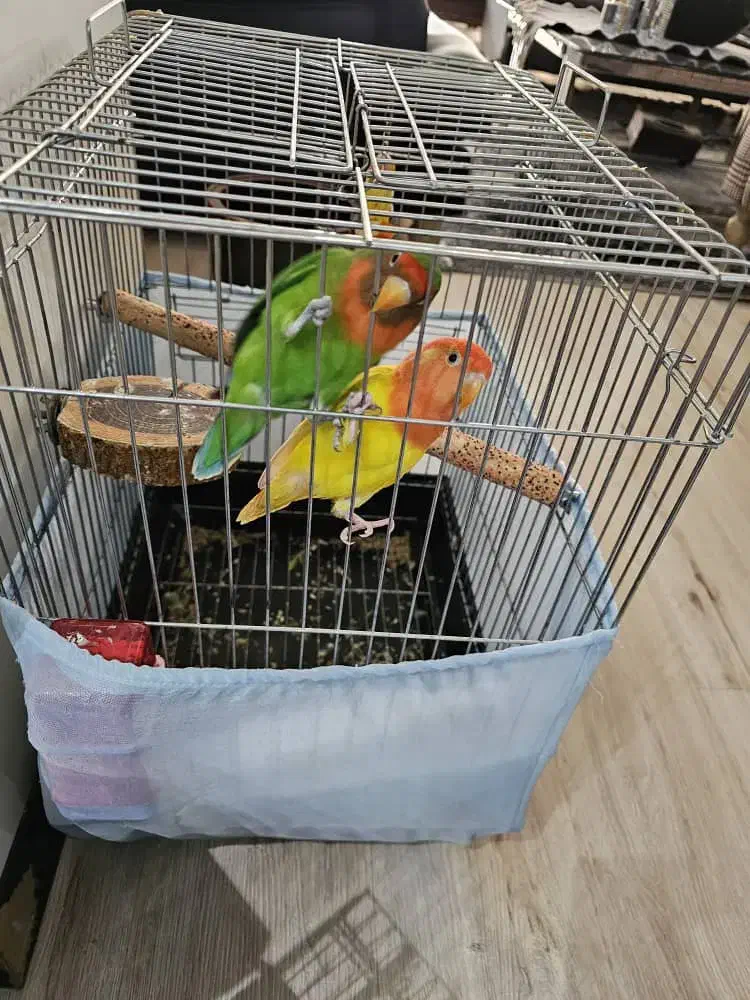 کوتوله برزیلی همراه با دوتا جوجه اضافه مطلقات|پرنده|کرج, کوی کارمندان جنوبی|دیوار