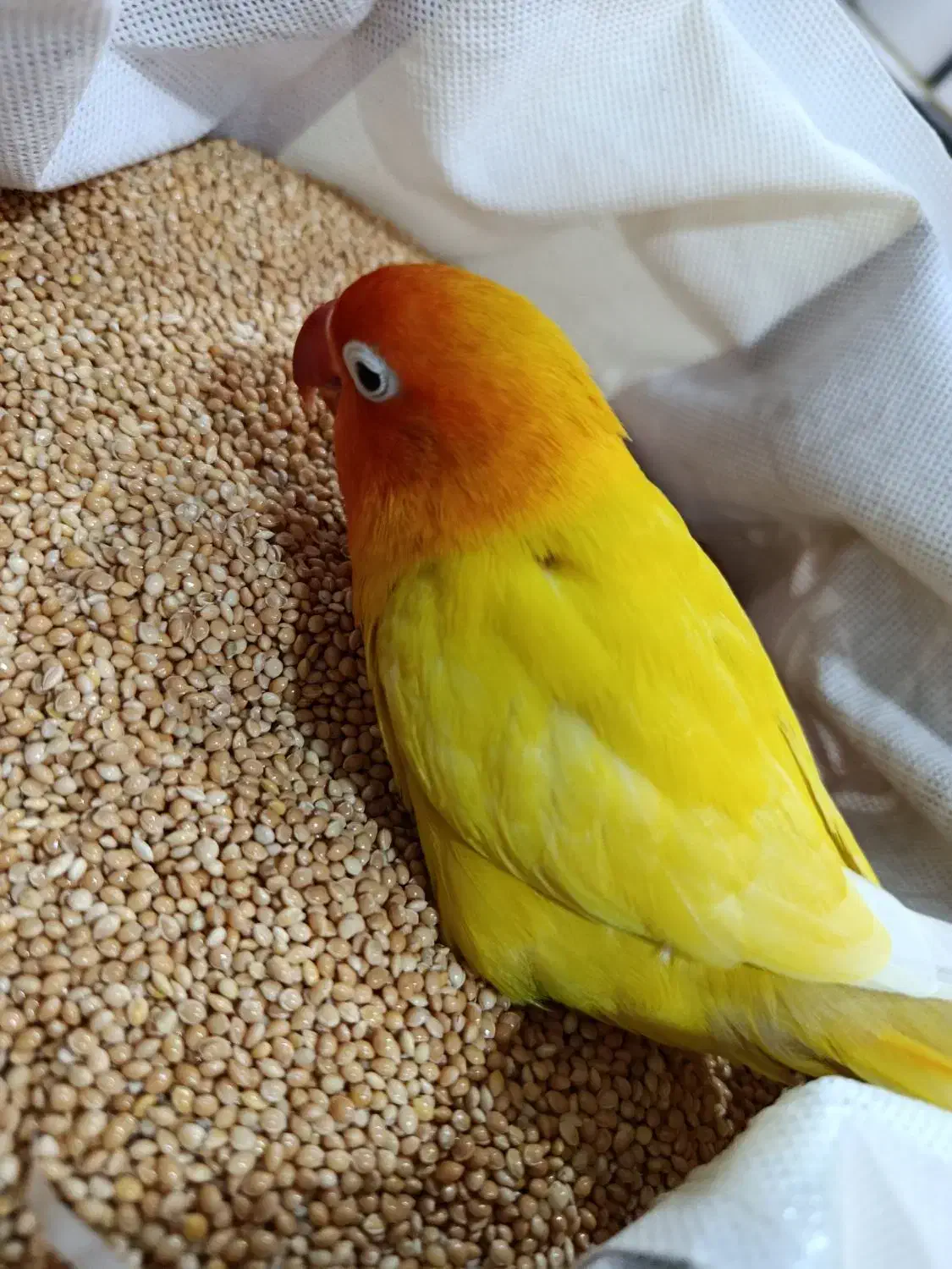 پرنده گمشده کنگان|حیوانات|بندر کنگان, |دیوار