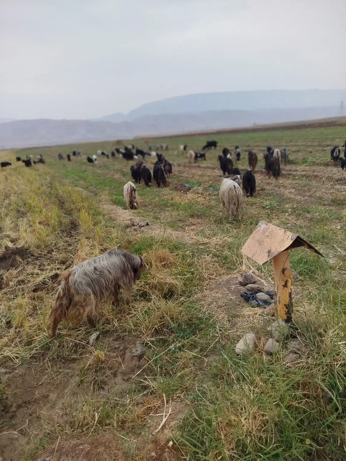 بزا بی بز ابس|حیوانات مزرعه|دره شهر, |دیوار