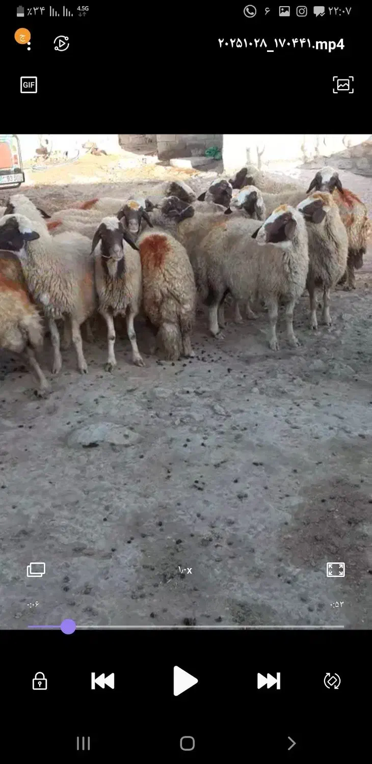 میش سنجابی|حیوانات مزرعه|اسلامآباد غرب, |دیوار