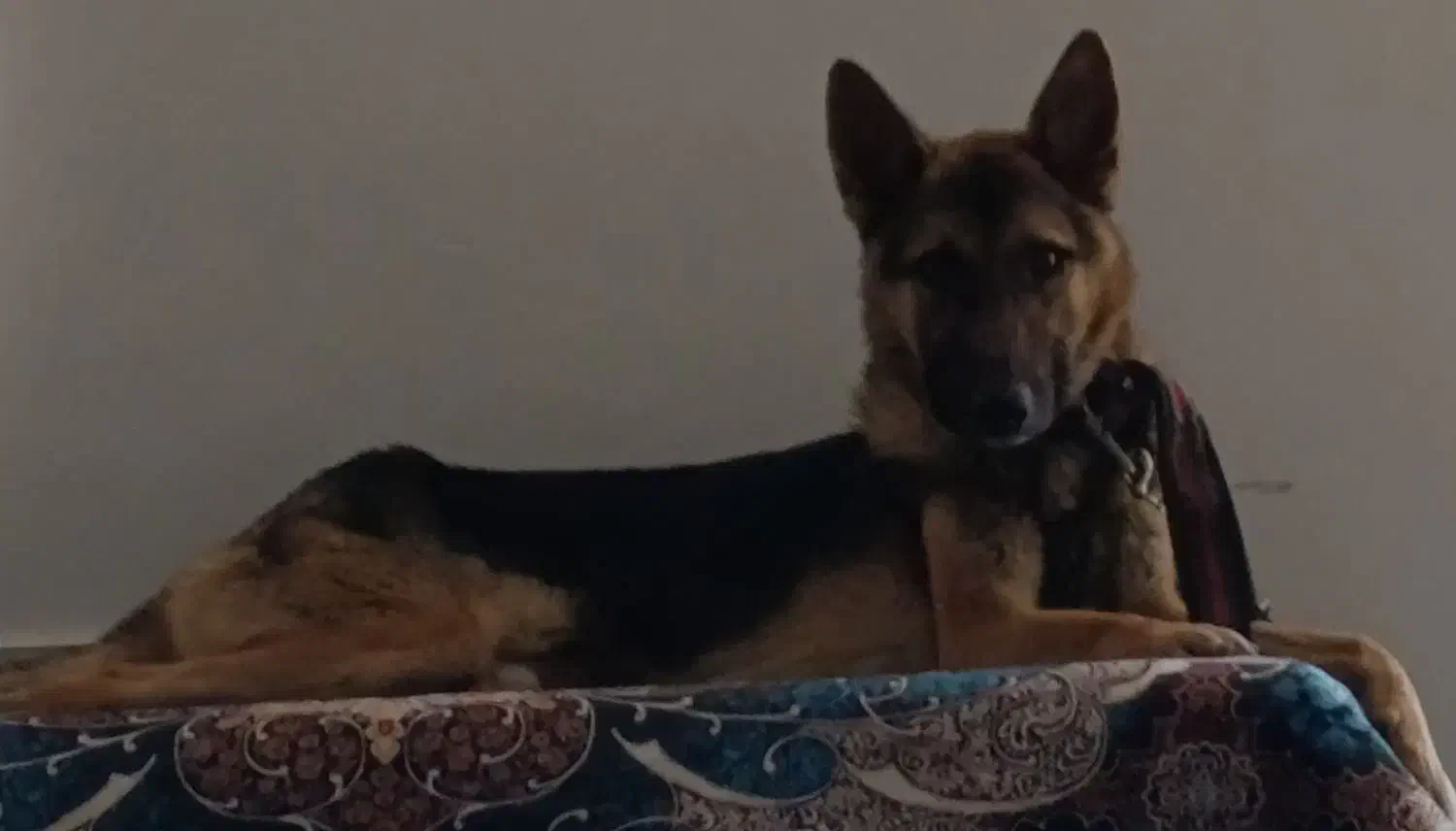 تعدادی سگ دزدیده شده و رها شده مژدگانی ۱۰۰میلیون|حیوانات|صدرا-فارس, فاز ۲|دیوار