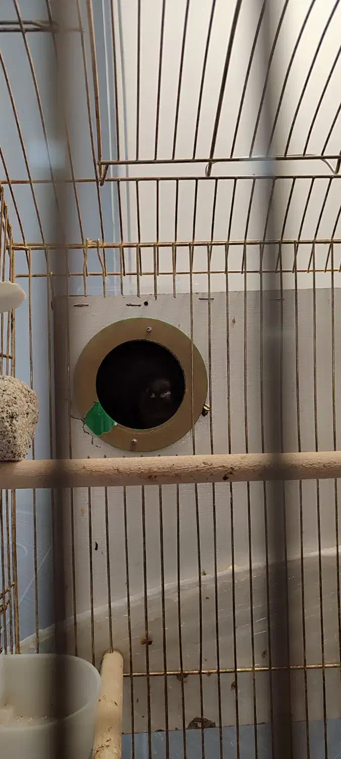 طوطی گرینچیک|پرنده|مشهد, نیروی هوایی|دیوار