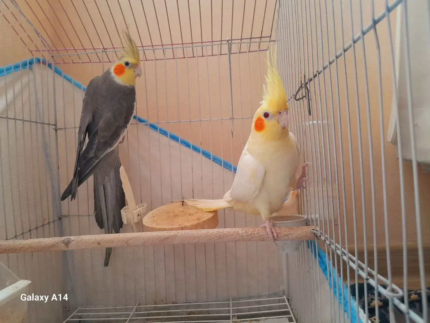 عروس هلندی|پرنده|فومن, |دیوار