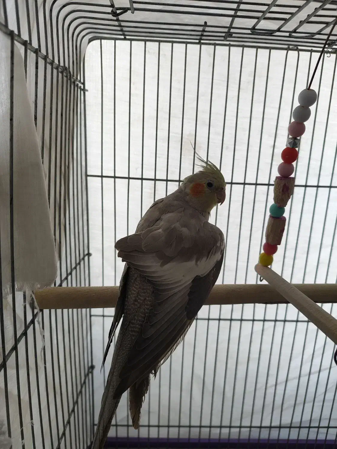 یه جفت عروس هلندی مولد|پرنده|هشتگرد, فاز ۱ مهستان|دیوار