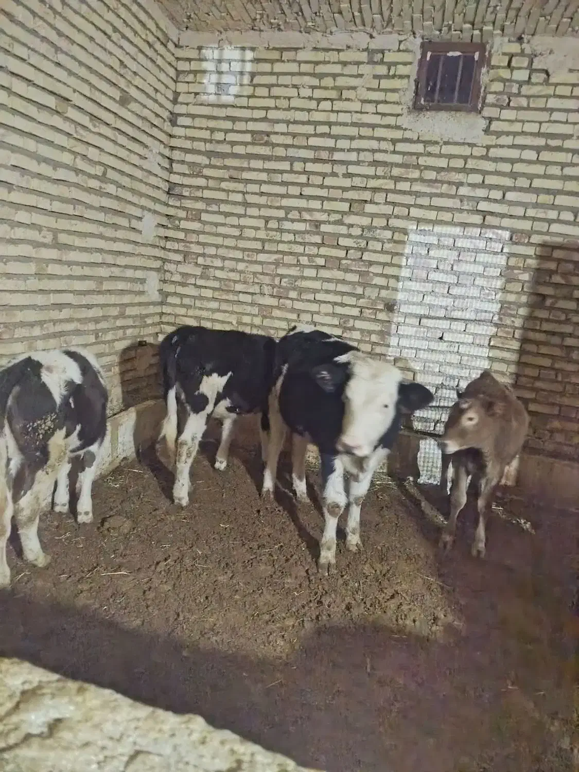 گوسالهای سمینتال ماده|حیوانات مزرعه|کرانی, |دیوار