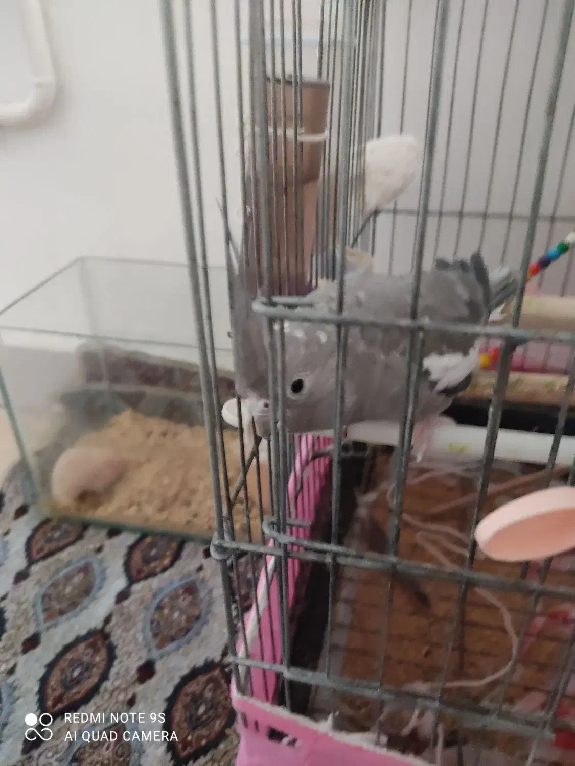 عروس هلندی ماده|پرنده|قزوین, |دیوار