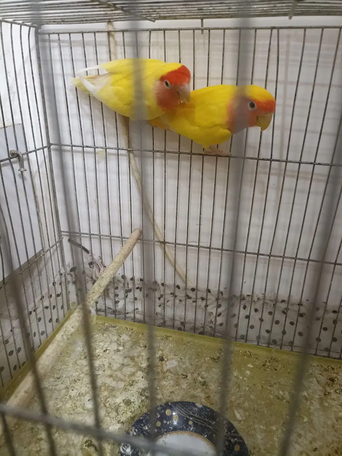 طوطی برزیلی|پرنده|میاندوآب, |دیوار