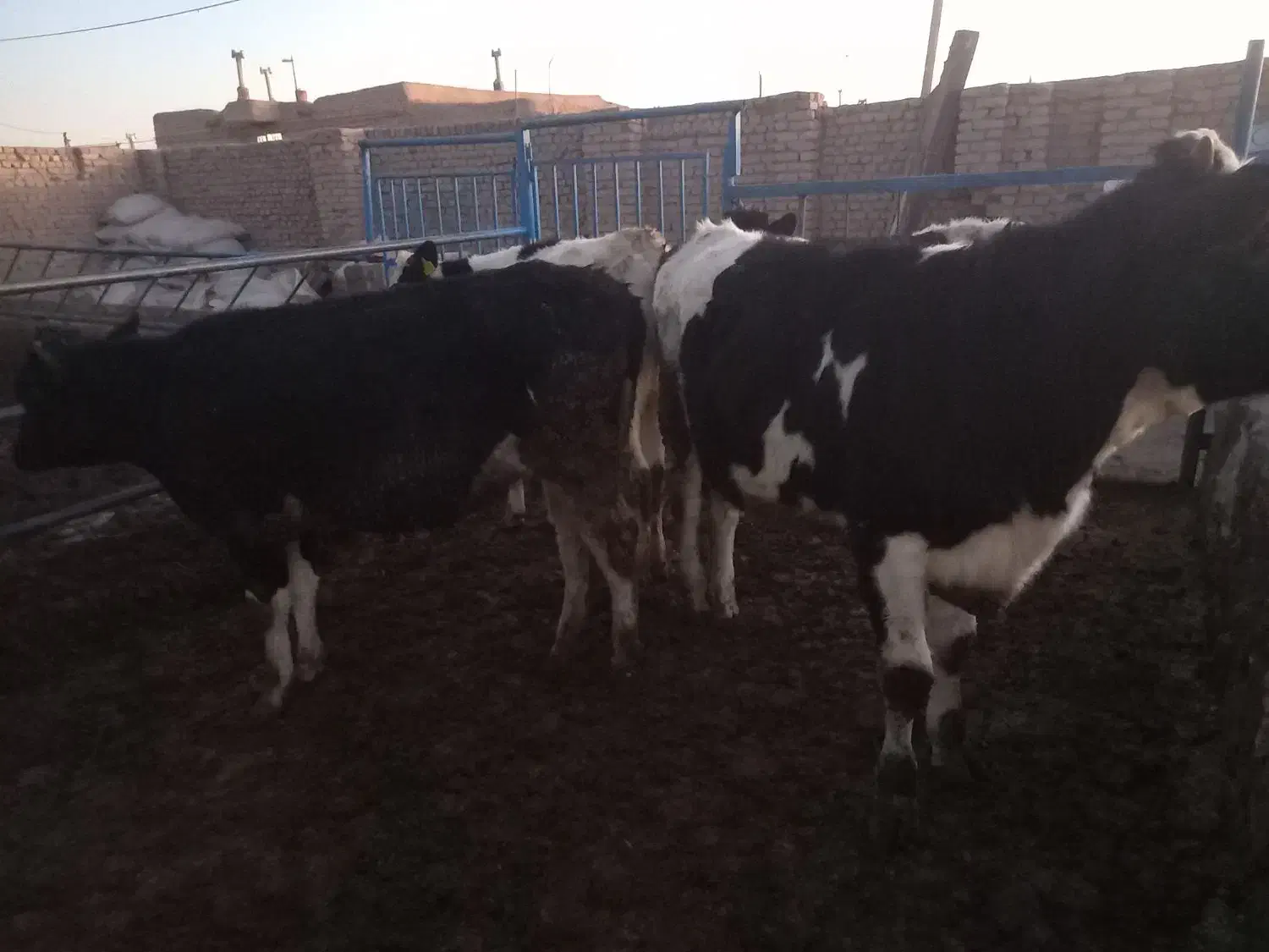 تلیسه|حیوانات مزرعه|فیروزه, |دیوار