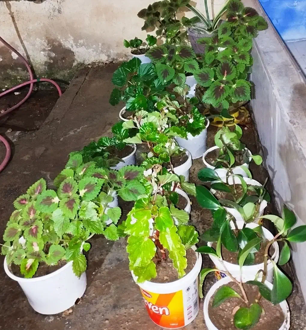 حسن یوسف ..عروس..قاشقی|گل و گیاه طبیعی|ایذه, |دیوار