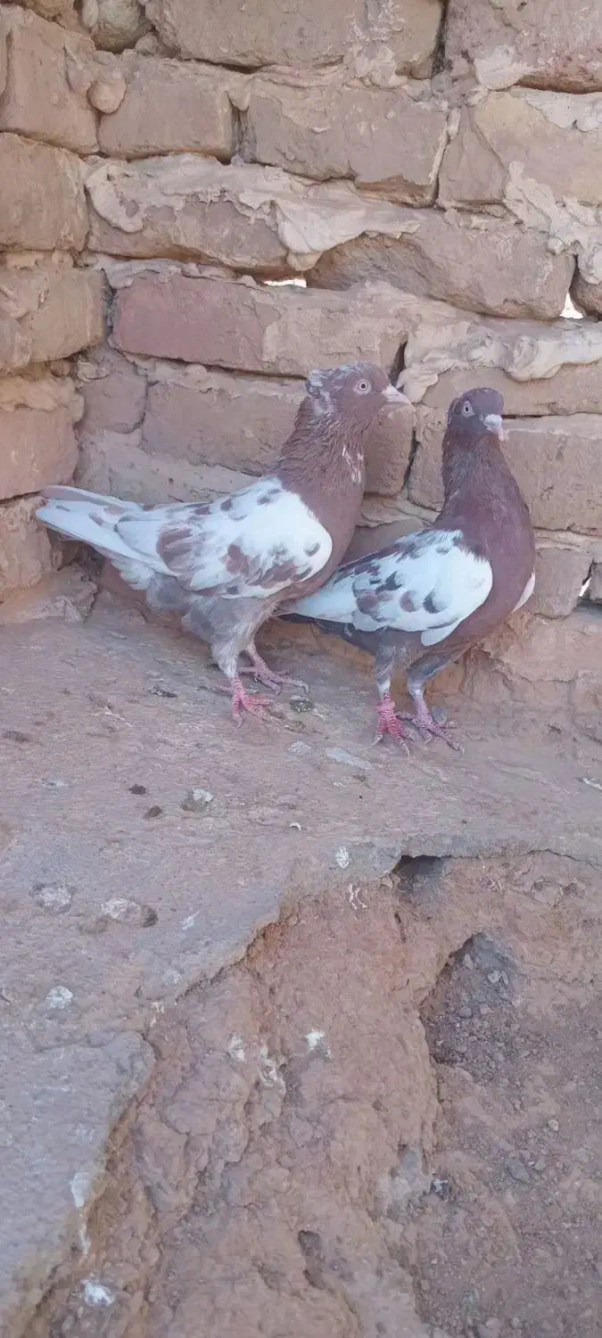 کفتر کله دم سیاه|پرنده|تربت جام, کشتارگاه|دیوار