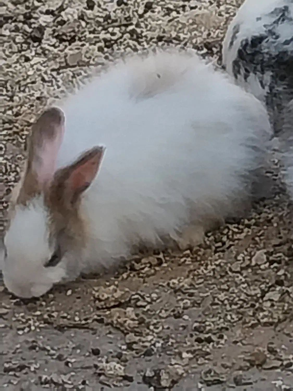 خرگوش|موش و خرگوش|میبد, |دیوار