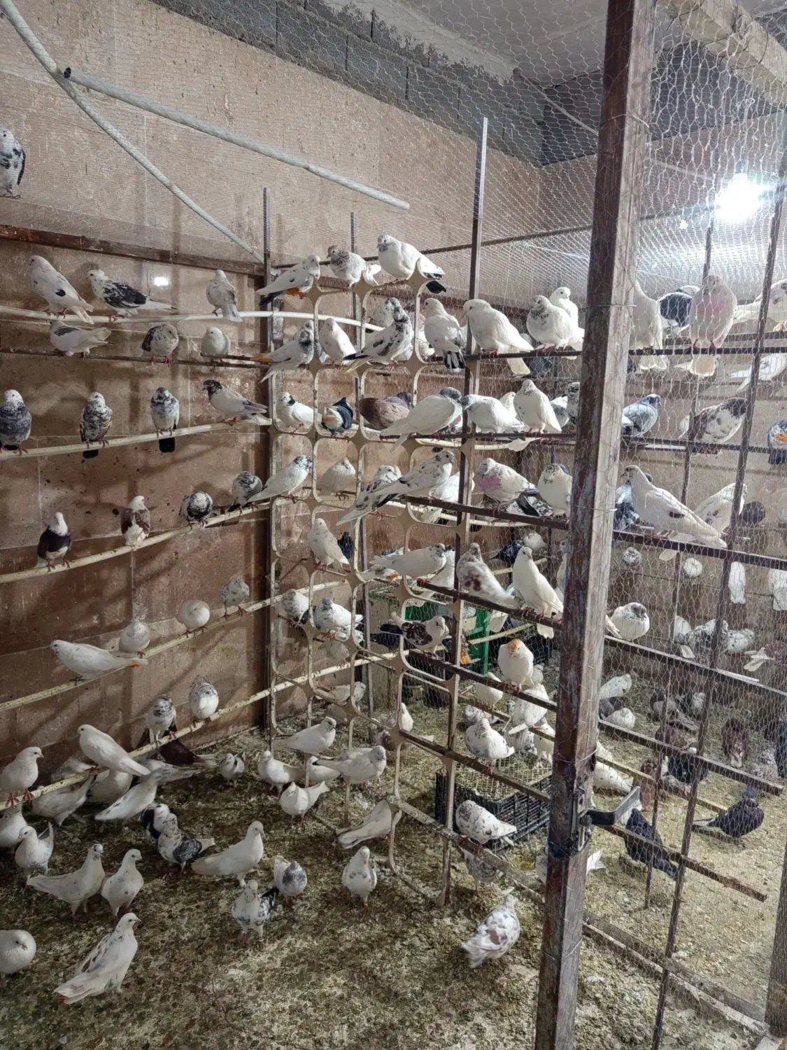 کفتر قم|پرنده|ماهدشت, |دیوار