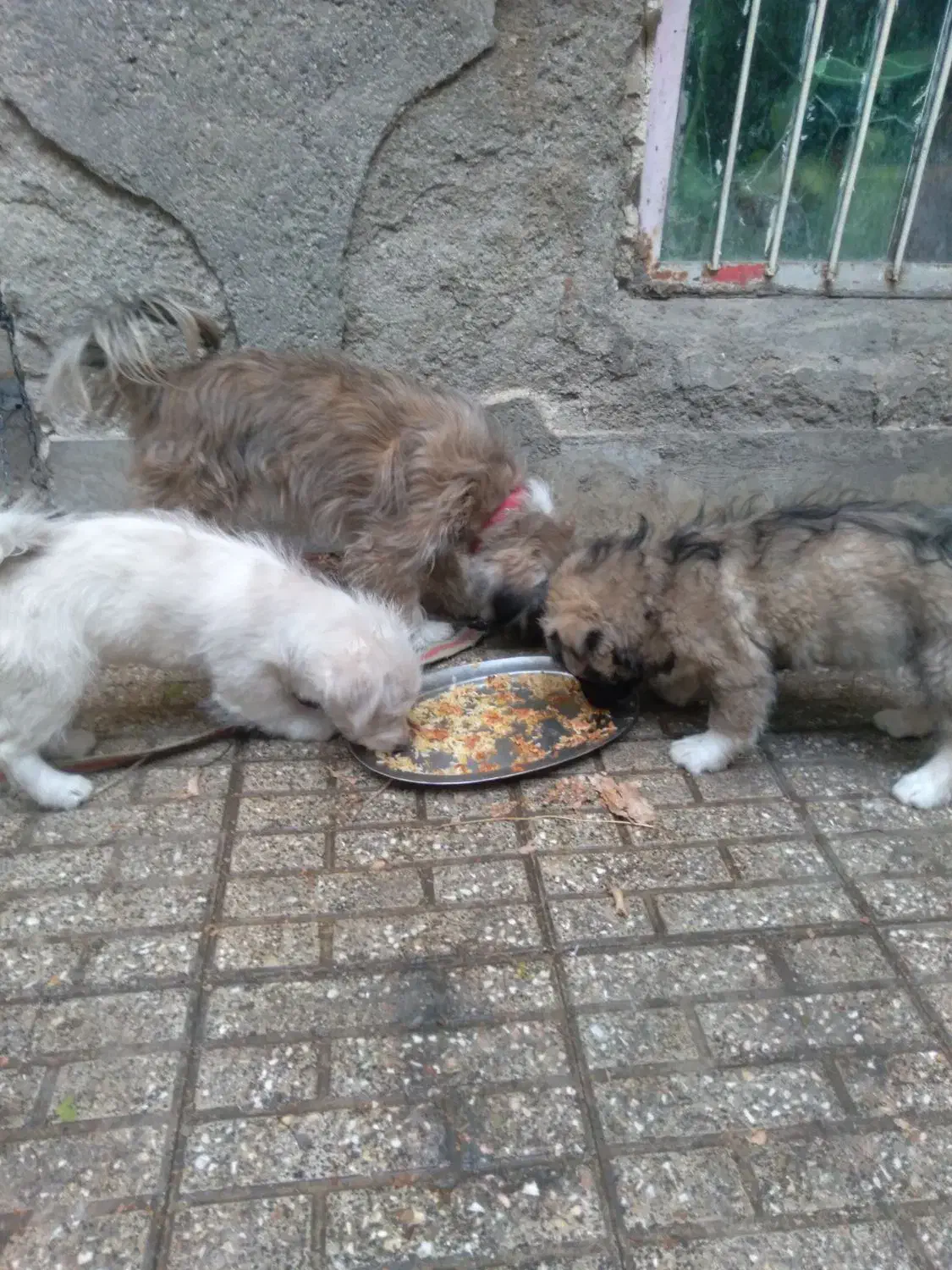 دوعدد تول بامادرشو|سگ|ملایر, |دیوار