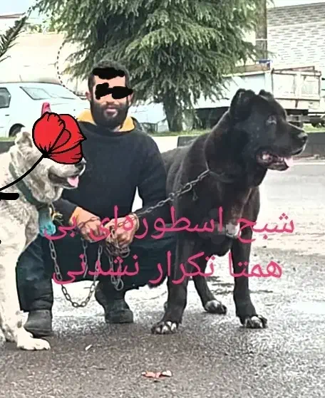 سگ ژرمن +سراب نگهبان فول|سگ|بندر انزلی, جفرود پایین|دیوار