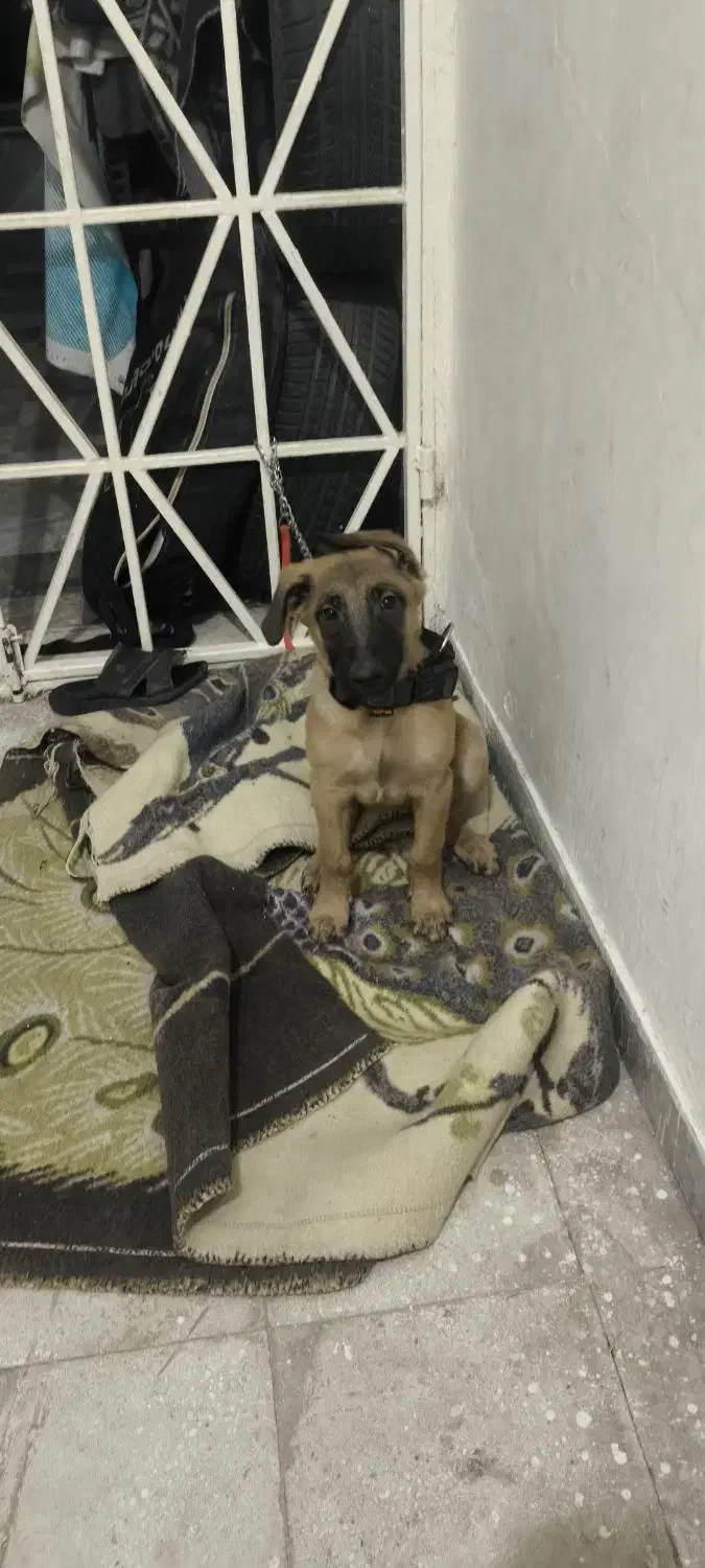 سگ مالیونز بلژیکی اصیل اصل|سگ|شیراز, رازی|دیوار