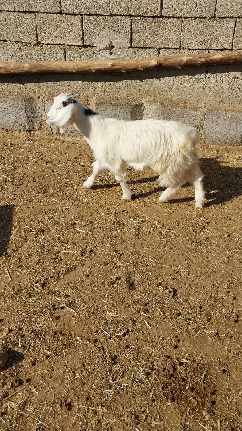 بزغاله وقوچ افشاری داشتی|حیوانات مزرعه|اندیمشک, |دیوار