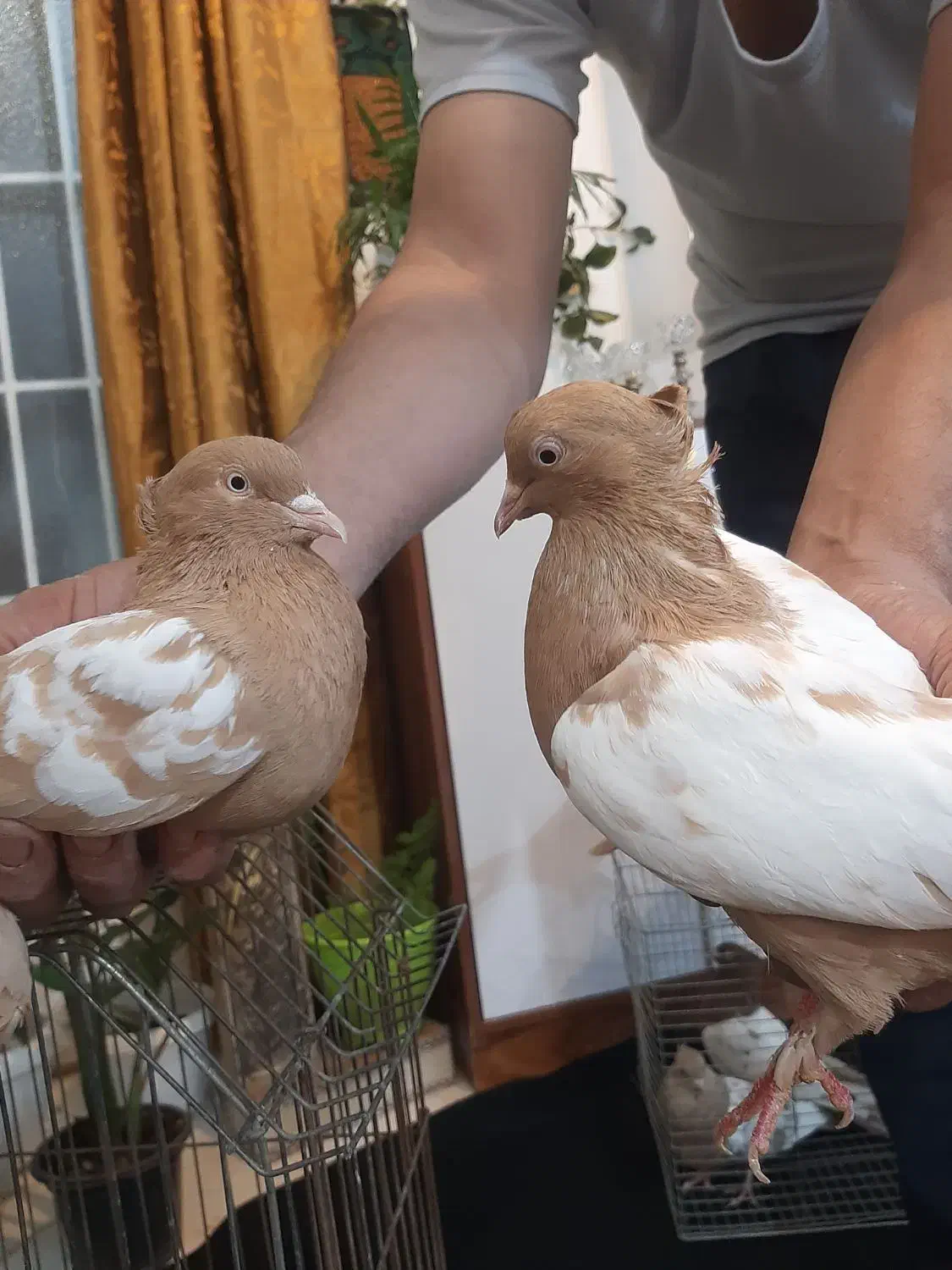 یک جفت سینه زرد|پرنده|کاشان, لتحر|دیوار