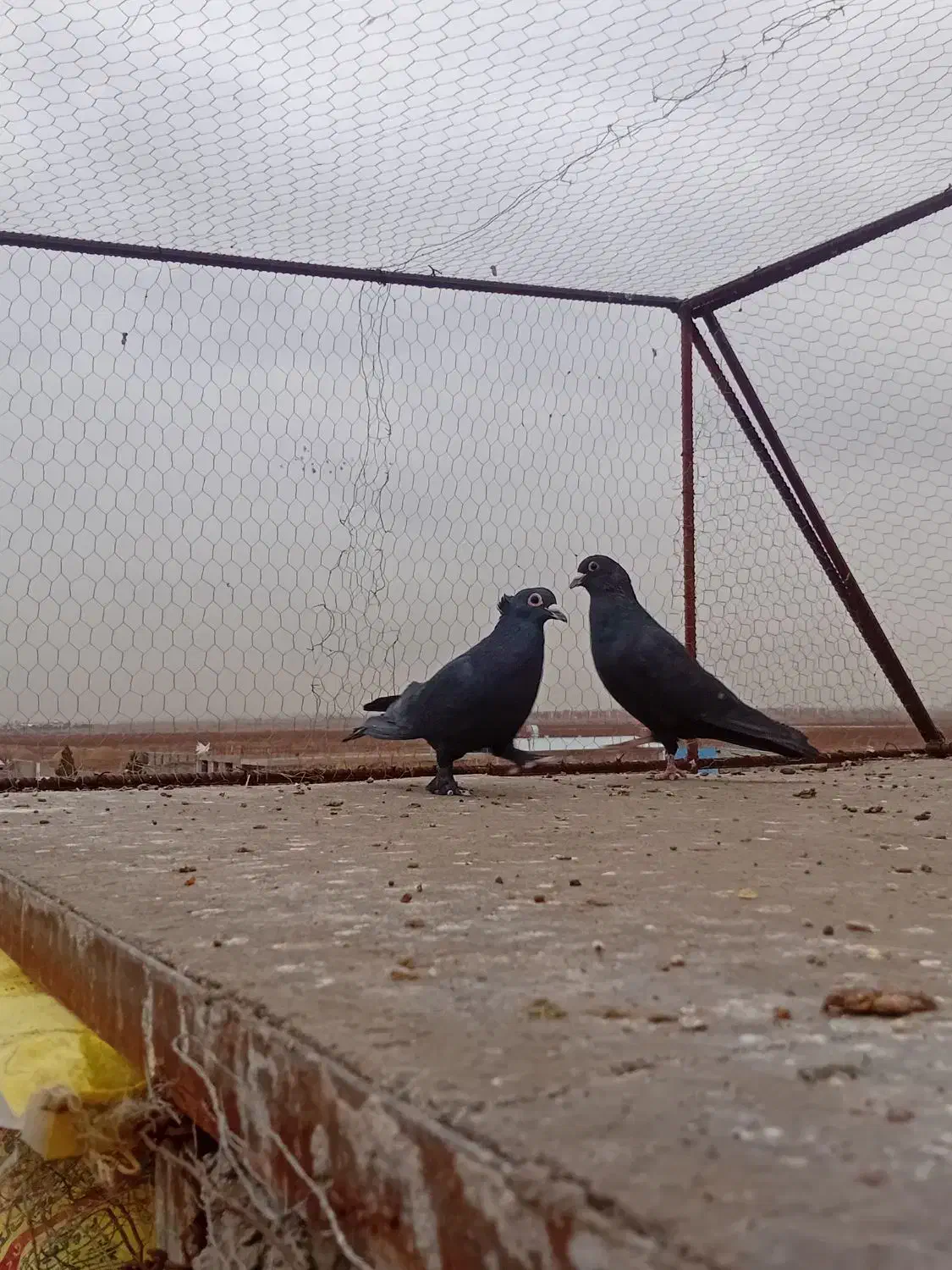 دوتا کلاغ گوهک کفتر سوراخ|پرنده|کرمان, |دیوار