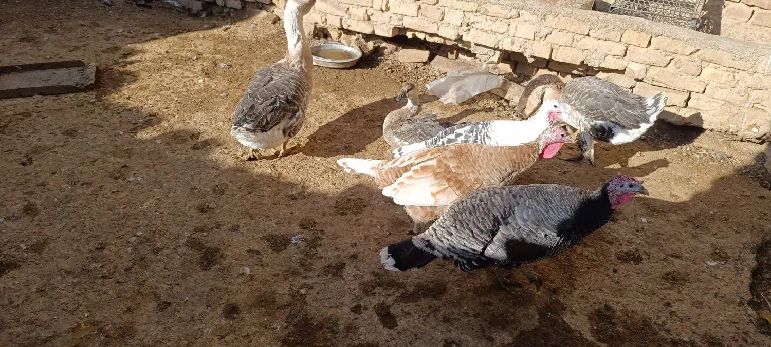 بوقلمون جوان|پرنده|جوین, |دیوار