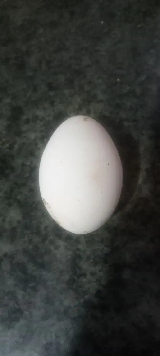 تخم غاز|حیوانات مزرعه|امیدیه, |دیوار