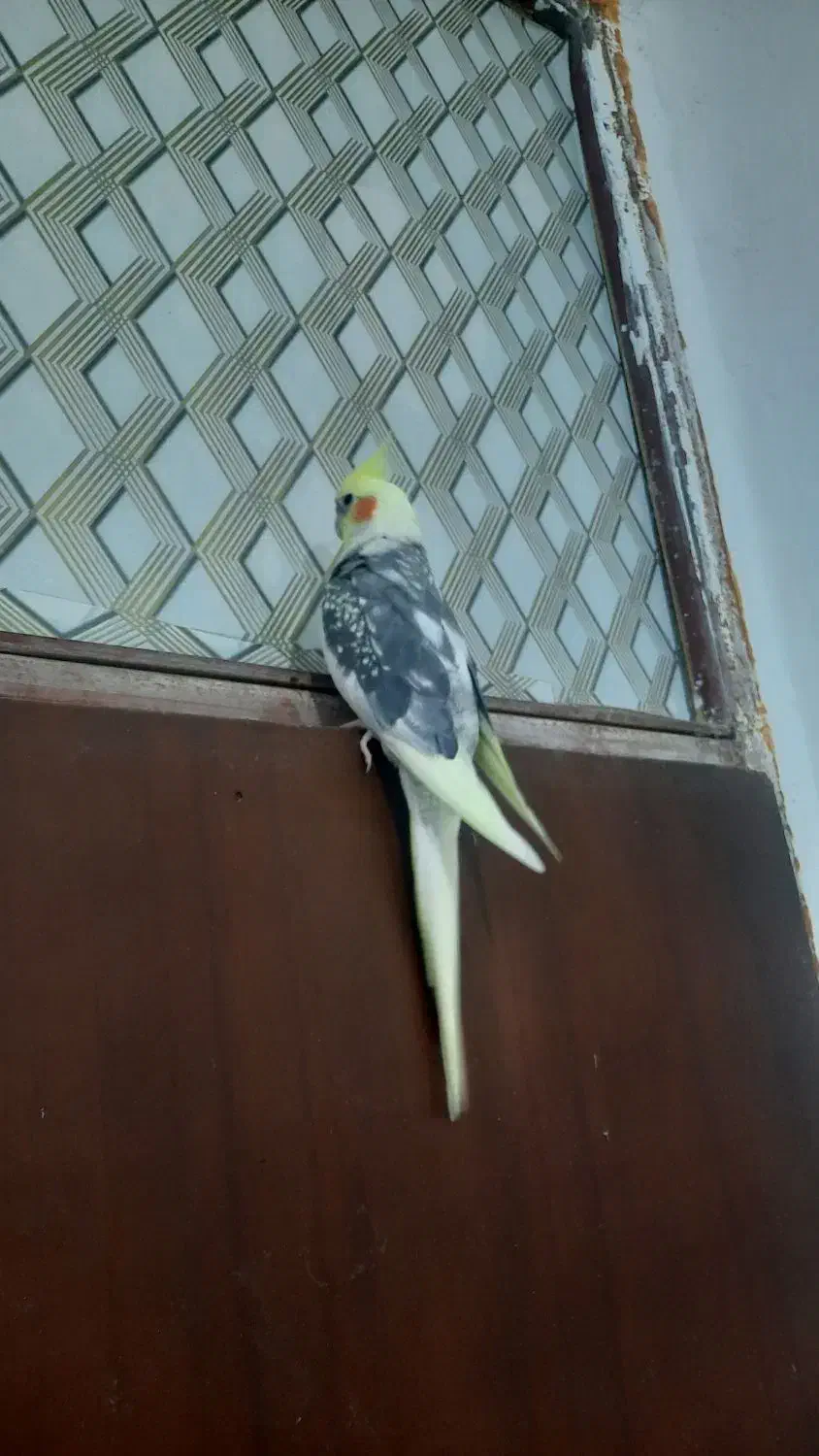 فراری|حیوانات|میناب, |دیوار