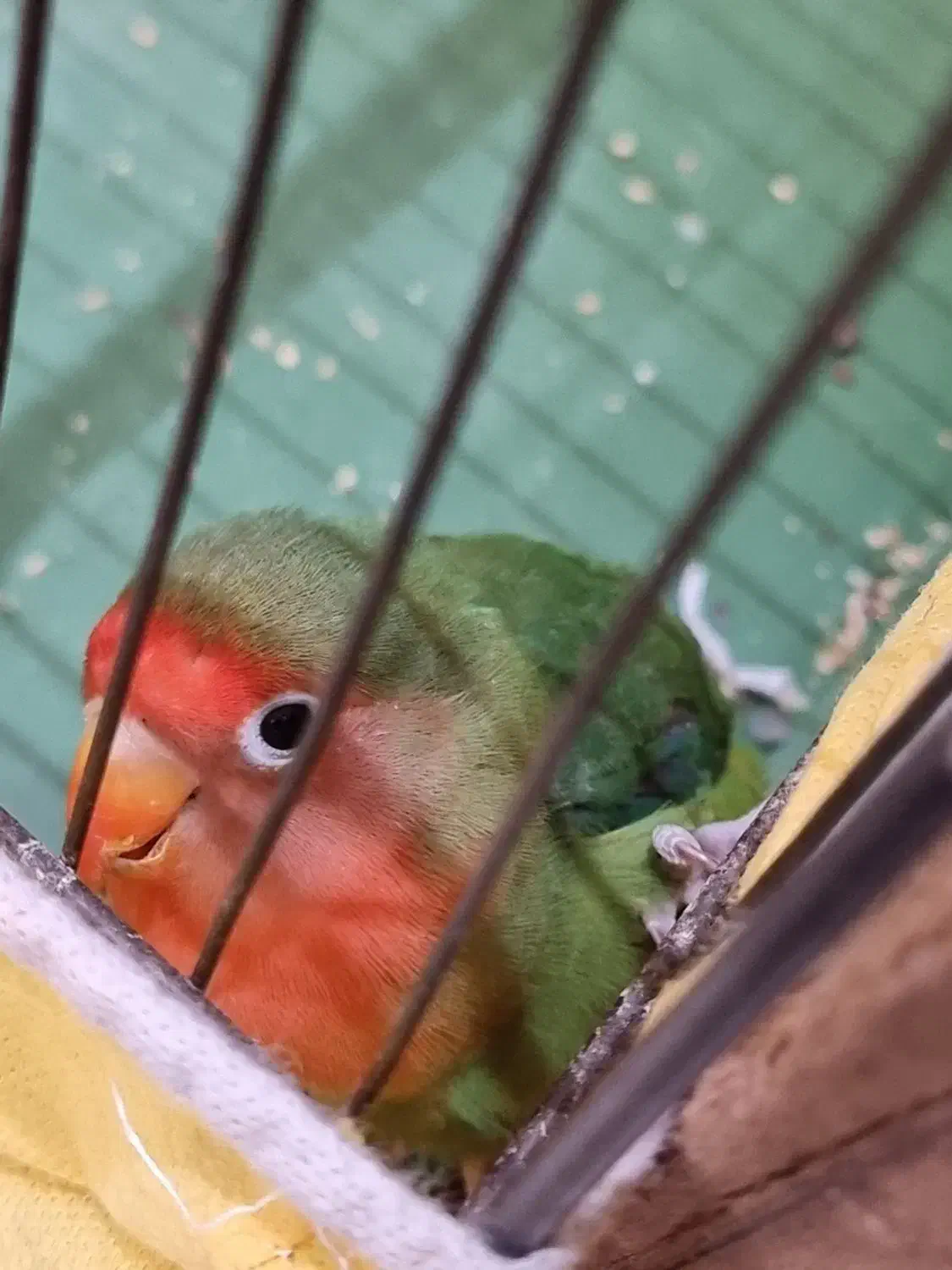 یک جفت طوطی برزیلی|پرنده|قم, شاه سید علی|دیوار