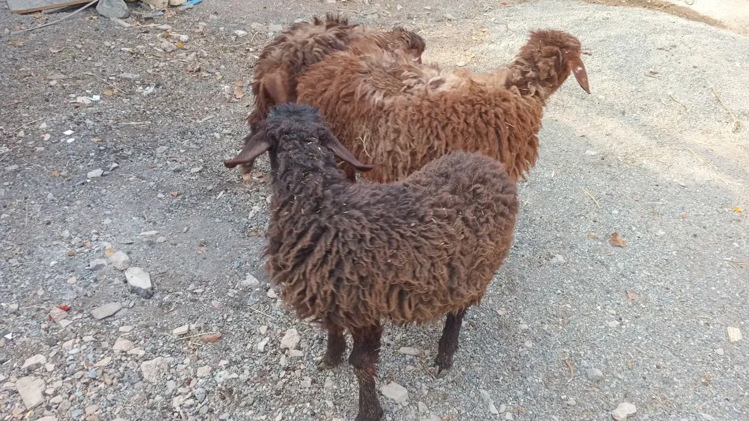 بره میش بز بزغاله|حیوانات مزرعه|اصفهان, دهنو|دیوار