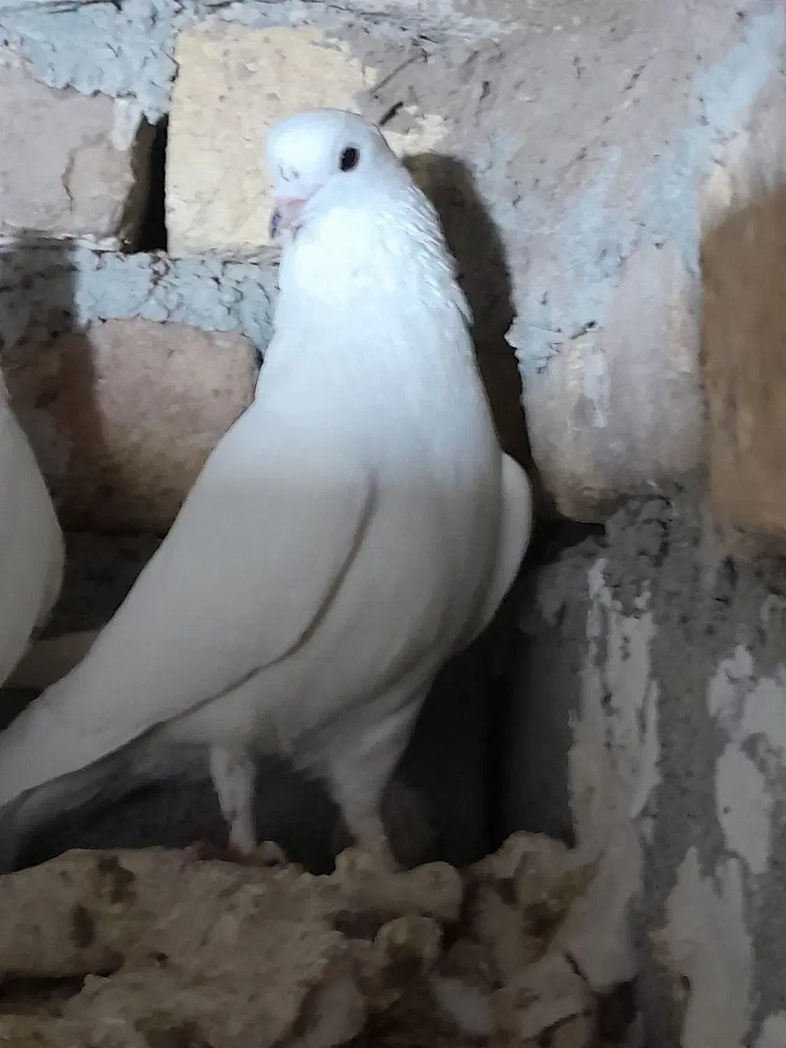 تهرانی زوردار|پرنده|سرپل ذهاب, |دیوار