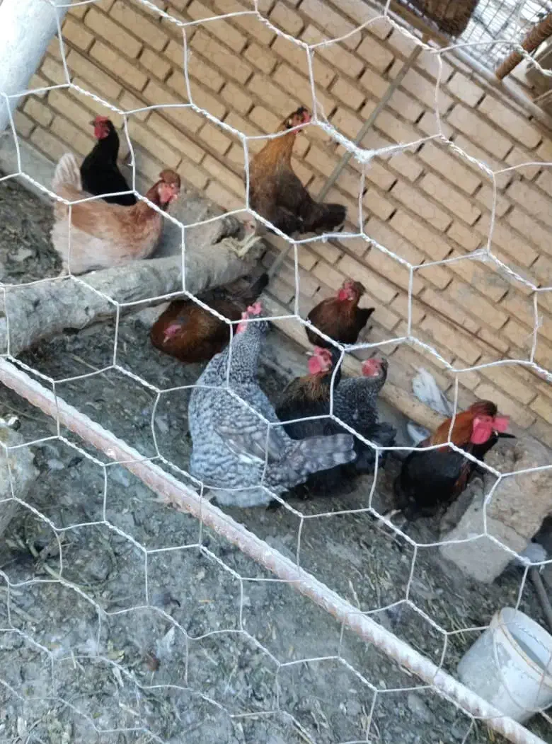 پنج مرغ محلی تخم گذار و دو خروس|حیوانات مزرعه|شوشتر, |دیوار