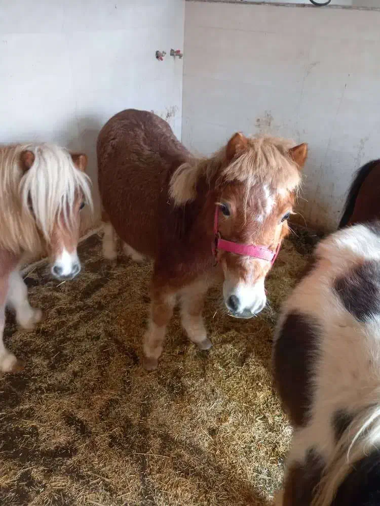 فروش پونی (اسبچه)|حیوانات مزرعه|مشهد, ویلاشهر|دیوار