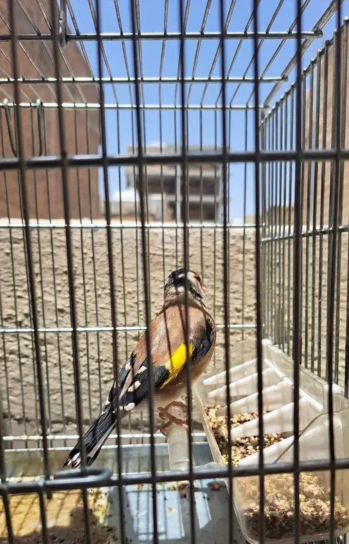 سهره سرحال جوان|پرنده|اسلامشهر, باغ فیض|دیوار