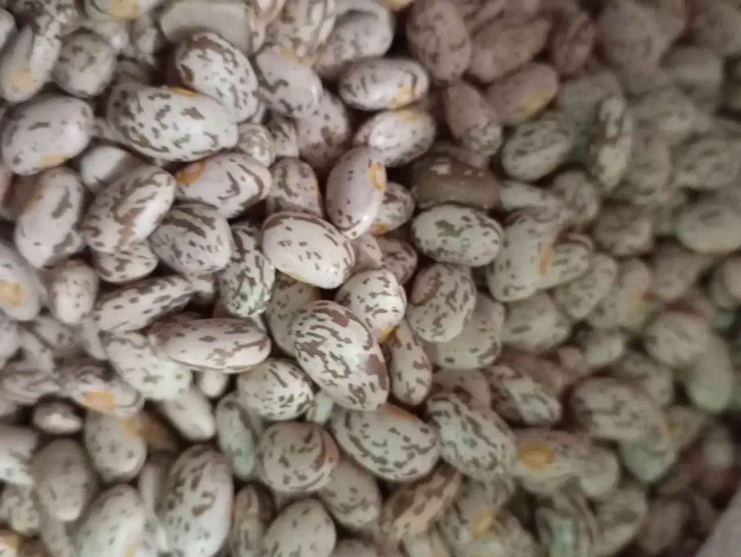 لوبیا چتی 500کیلو به فروش می‌رسد|عمده‌فروشی|معمولان, |دیوار