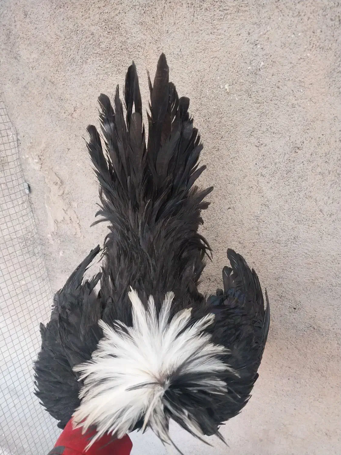 جوجه خروس لهستانی اصل|حیوانات مزرعه|فردوس (خراسان), |دیوار