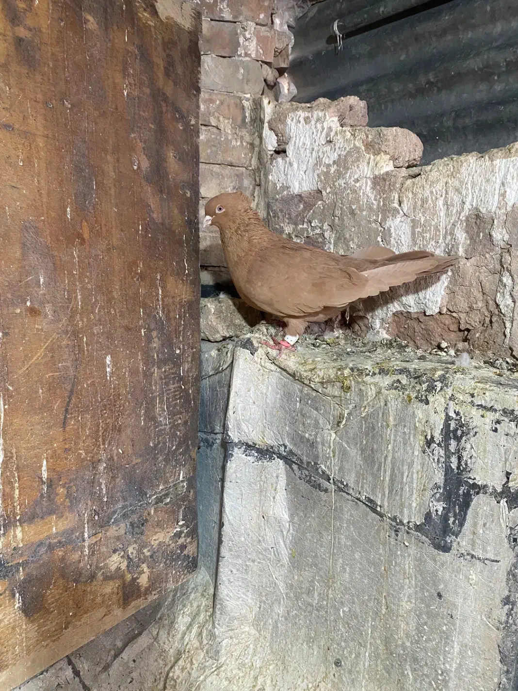 سرخ دم سفید و زرد کاکل|پرنده|شیراز, سیاه سنگ|دیوار