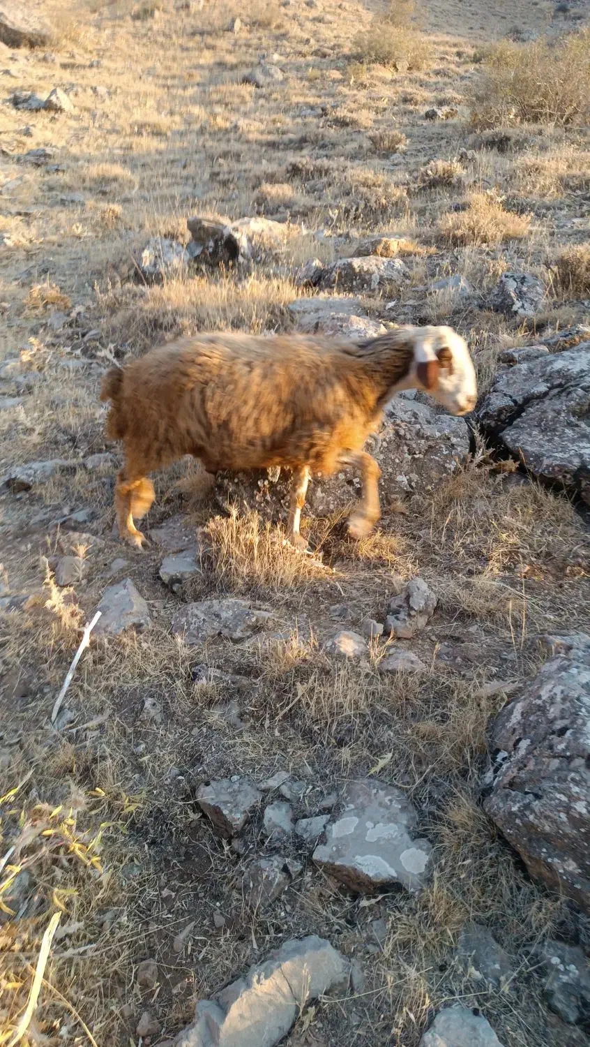 گوسفند|حیوانات مزرعه|موچش, |دیوار