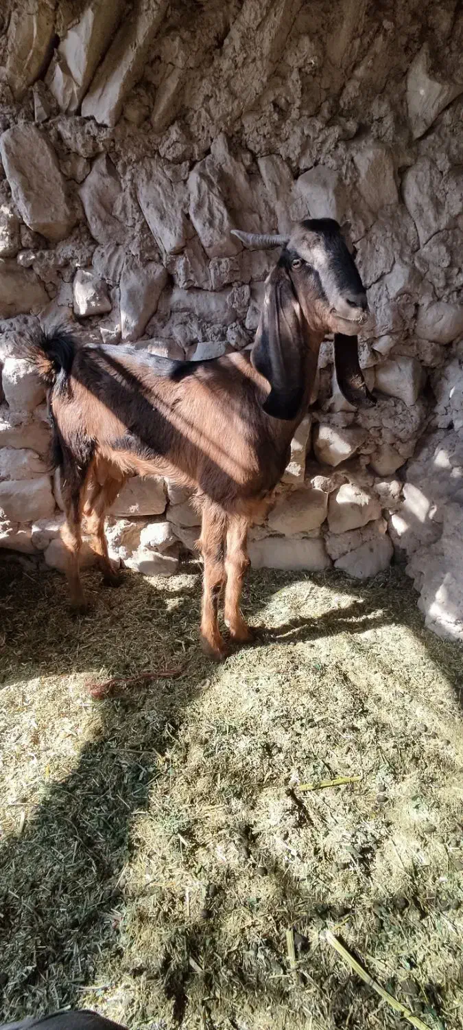 بز پاکستانی|حیوانات مزرعه|کرمان, |دیوار