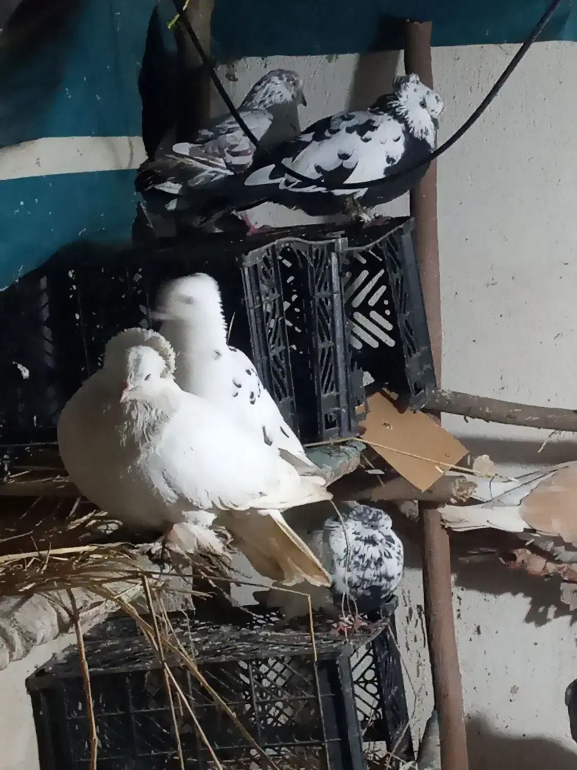 کبوتر تزئینی وپرشی|پرنده|طاهرگوراب, |دیوار