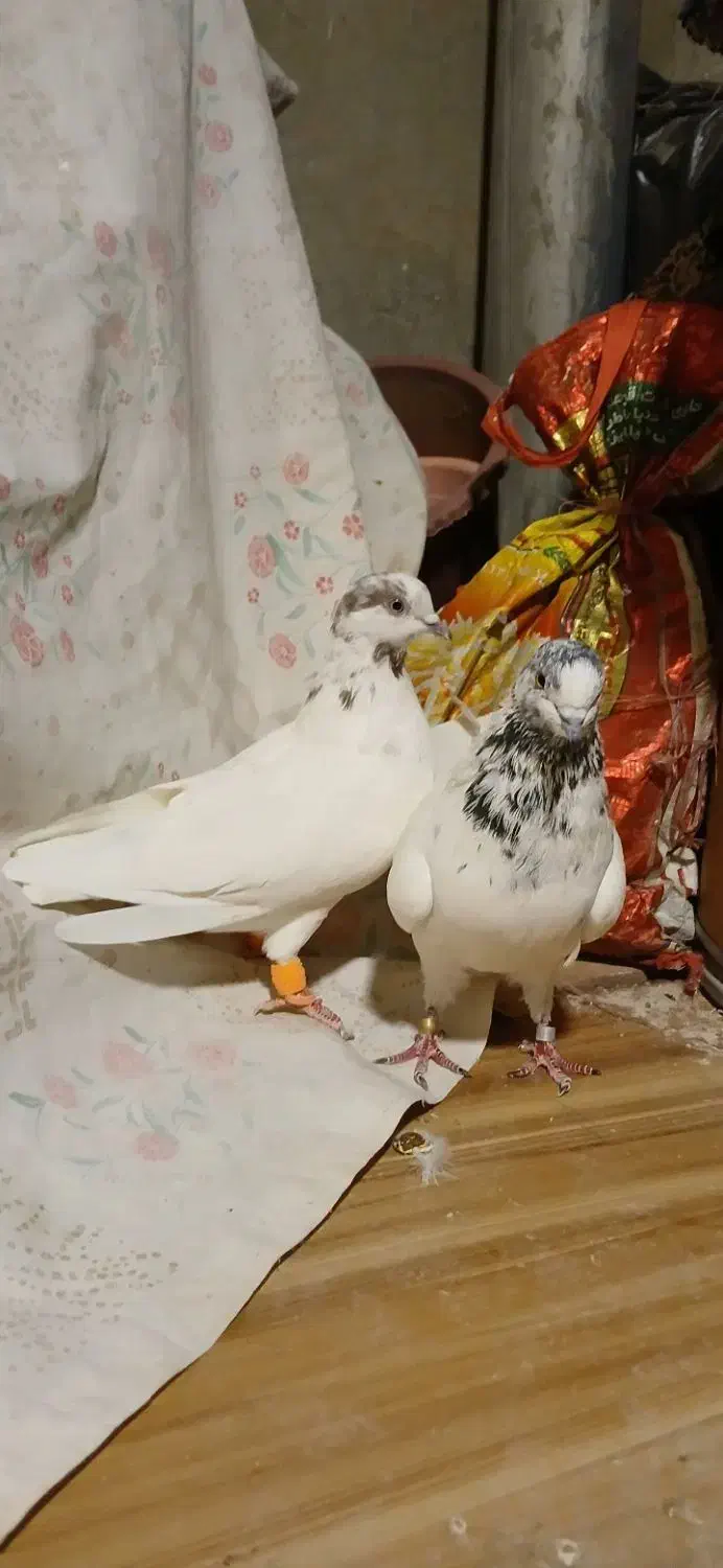 کبوتر کله دنبی|پرنده|فارسان, |دیوار