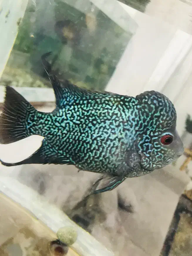 ماهی فلاور بالغ هد دار خوشرنگ|ماهی|پاکدشت, پاکدشت (مامازند)|دیوار