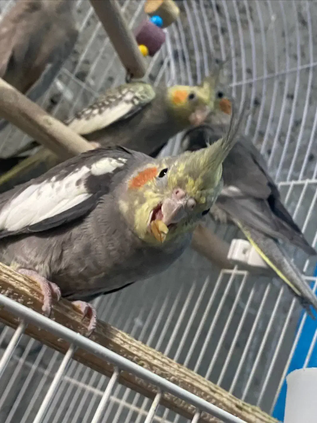 عروس هلندی جوجه،بالغ،مولد|پرنده|کوچصفهان, |دیوار